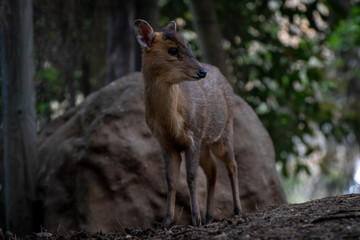 Muntjac de Reeve - Reeves Muntjac