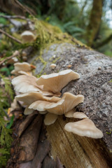 fungus in forest