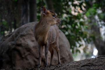 Muntjac de Reeve - Reeves Muntjac