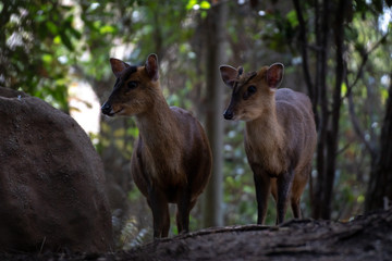 Muntjac de Reeve - Reeves Muntjac