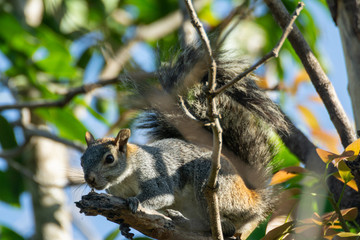 ardilla