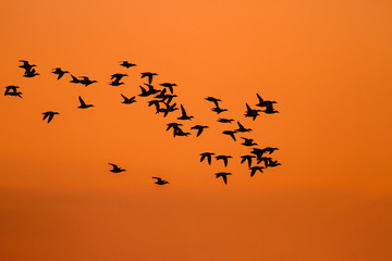 Flying birds. Sunset nature background.