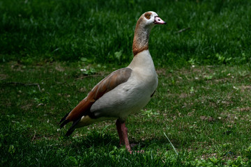 Oca del Nilo o Egyptian Goose adulto