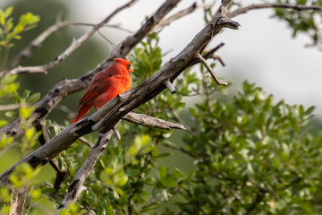 bird on a branch