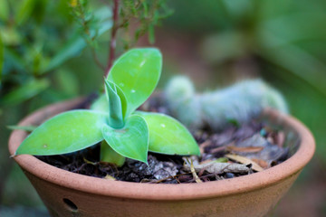 Close up of a small vase with a growing plant in the garden with a blur background
