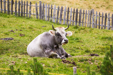 liegende Kuh auf der Weide