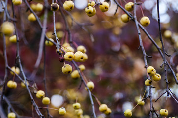 Autumn background with plenty yellow wild apples. Dark moody fall picture.