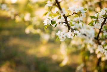 spring flowers, trees bloom in spring, beautiful nature