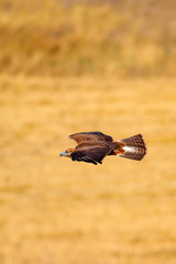Flying bird. Bird of prey. Yellow nature background. Bird: Long legged Buzzard. Buteo rufinus.