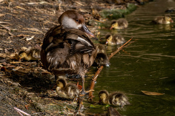 Pato Colorado - Red crested Pochard