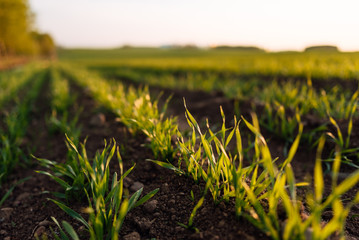 Fresh green spring grass close-up with the sun against the background of natural defocused light of nature bokeh, lawn grass sprouting, sowing grain and cereal crops