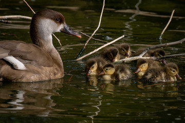 Pato Colorado - Red crested Pochard