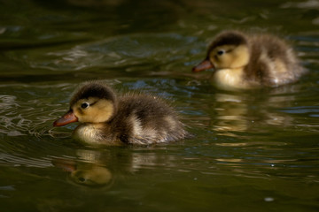 Pato Colorado - Red crested Pochard