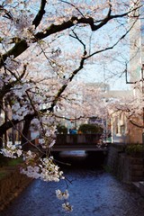 cherry blossoms in streets of Japan