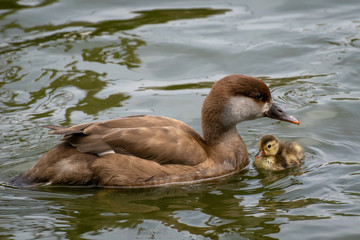 Pato Colorado - Red crested Pochard