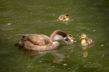 Pato Colorado - Red crested Pochard