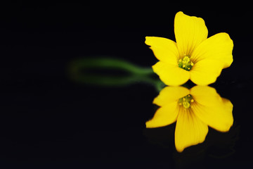yellow flower on black background