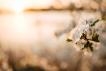 spring flowers, trees bloom in spring, beautiful nature