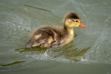 Pato Colorado - Red crested Pochard
