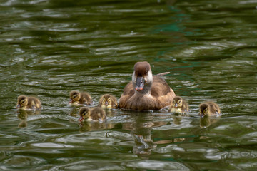 Pato Colorado - Red crested Pochard