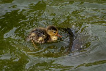 Pato Colorado - Red crested Pochard