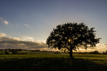 Obraz premium Dramatic single tree in a field at sunset