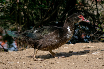 Pato Criollo - Muscovy duck (Cairina moschata)
