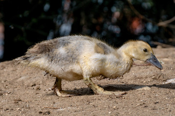 Pato Criollo - Muscovy duck (Cairina moschata)