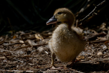 Pato Criollo - Muscovy duck (Cairina moschata)