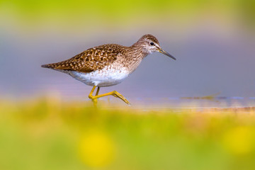 Cute water bird Wood Sandpiper. Water nature background. Bird: Tringa glareola. 