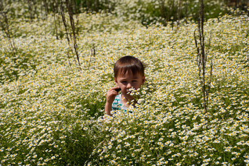 boy in daisy flowers, field with daisies blooms.