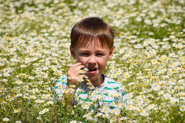 boy in daisy flowers, field with daisies blooms.