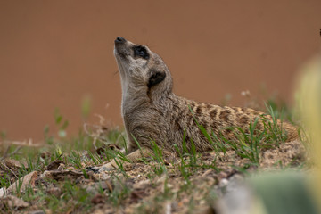 Suricata o Suricato