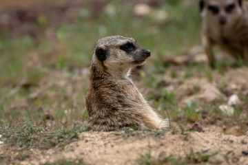 Suricata o Suricato