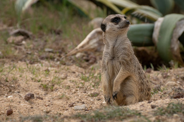 Suricata o Suricato