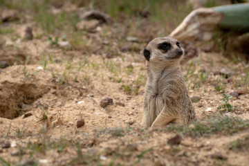 Fototapeta premium Suricata o Suricato