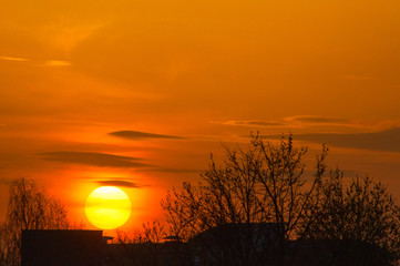 Naklejka premium A large yellow round sun on an orange gradient sky sets in for dark silhouettes of building roof and tree branches. Beautiful sunset in a city with light. There are thin clouds in the sky.