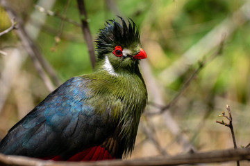 Turaco - White-cheeked Turaco