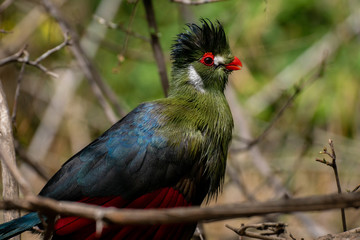 Turaco - White-cheeked Turaco