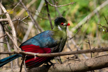 Turaco - White-cheeked Turaco