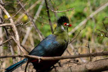 Turaco - White-cheeked Turaco