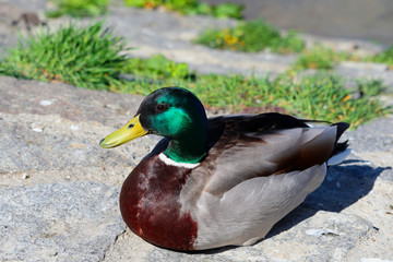 duck is resting in the sunshine