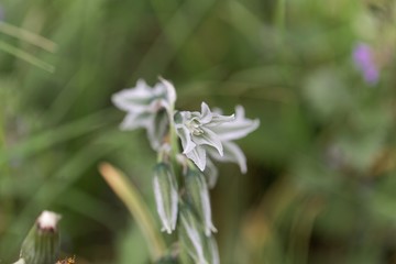 Blossoms of the Star-of-Bethlehem Ornithogalum boucheanum