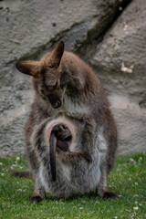 Wallaby con su bebé. Red necked wallaby