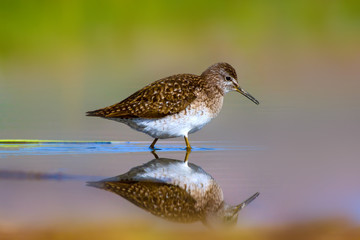 Cute water bird Wood Sandpiper. Water nature background. Bird: Tringa glareola. 