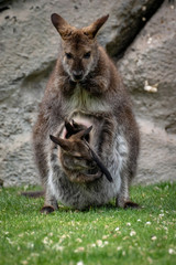Wallaby con su bebé. Red necked wallaby