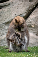 Wallaby con su bebé. Red necked wallaby