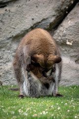 Wallaby con su bebé. Red necked wallaby