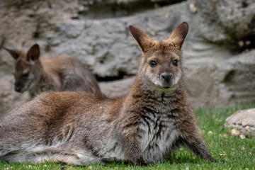 Wallaby con su bebé. Red necked wallaby