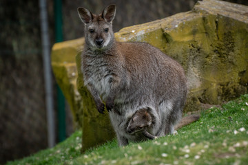 Wallaby con su bebé. Red necked wallaby